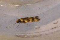 Oegoconia caradjai