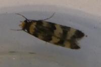 Oegoconia caradjai