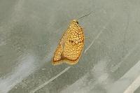 Acleris forsskaleana
