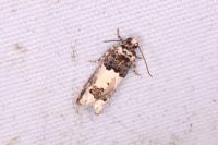 Epinotia thapsiana