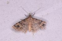 Alucita hexadactyla