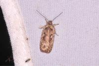 Agonopterix ocellana