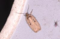 Agonopterix yeatiana