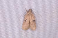 Agonopterix propinquella