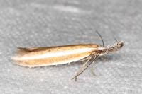 Pleurota aristella