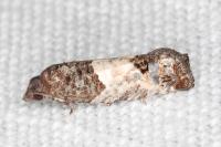 Spilonota ocellana