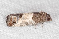Spilonota ocellana