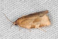 Choristoneura hebenstreitella