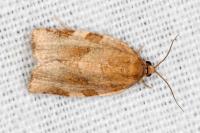Choristoneura hebenstreitella
