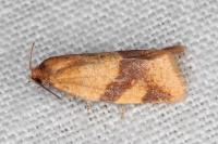 Zelotherses ferugana