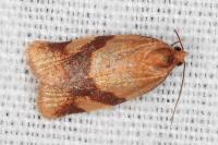 Zelotherses ferugana