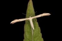 Adaina microdactyla