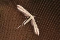 Adaina microdactyla