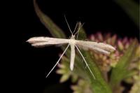Adaina microdactyla