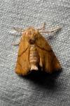 Apoda limacodes