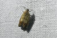 Cydia gr. succedana