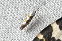 Argyresthia brockeella