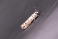 Yponomeuta