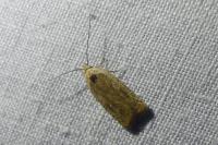 Agonopterix nervosa