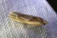 Eucosma gr. cana