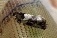 Gypsonoma sociana