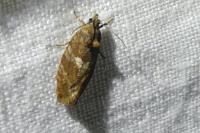 Eudemis profundana