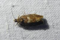 Eudemis profundana