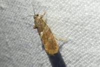 Eudemis profundana