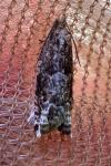 Rhopobota naevana