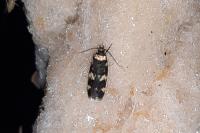 Oegoconia