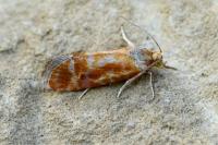 Rhyacionia buoliana