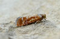 Rhyacionia buoliana