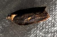 Acleris hastiana