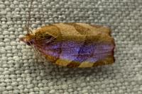 Pandemis cerasana