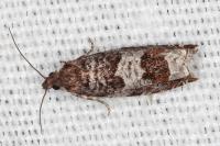 Ancylis achatana