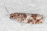 Ancylis achatana