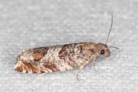 Ancylis achatana