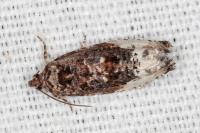Hedya nubiferana