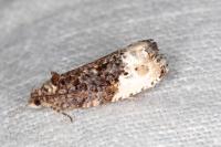 Hedya nubiferana