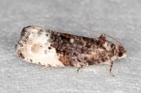 Hedya nubiferana