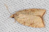 Aleimma loeflingiana