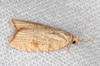 Aleimma loeflingiana