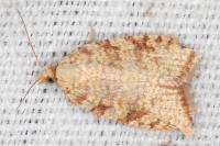 Aleimma loeflingiana