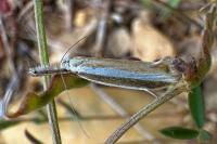 Pleurota aristella