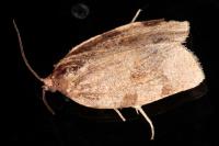 Choristoneura hebenstreitella