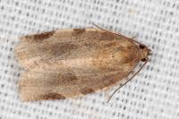 Choristoneura hebenstreitella