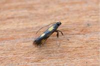 Euspilapteryx auroguttella