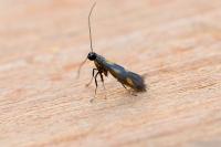 Euspilapteryx auroguttella