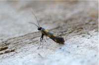 Euspilapteryx auroguttella