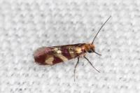Micropterix aglaella